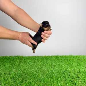 Yorkshire Terrier - Rosaria