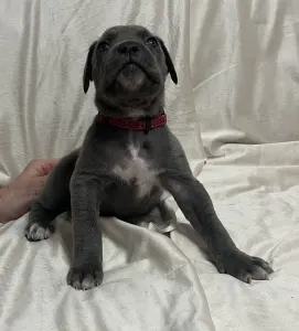 Cane corso - Alíz