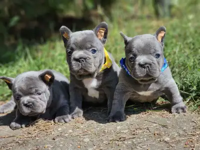 Bouledogue français - Pubi