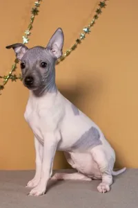 American Hairless Terrier - Andor Blue