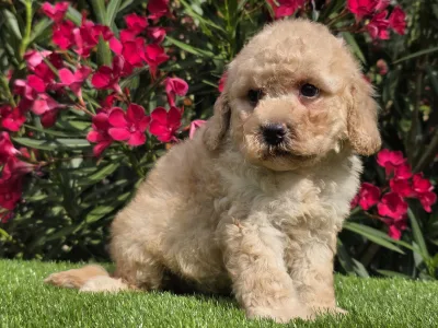 Cavapoo - Jenny