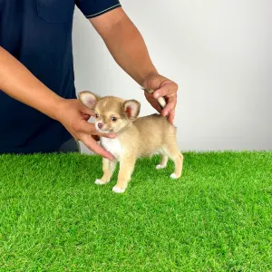 Chihuahua - Kwai