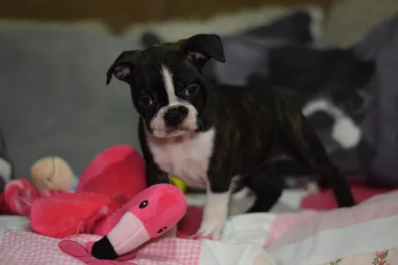 Boston Terrier - Üstökös ( Comet )