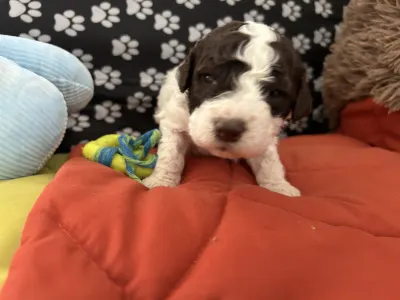 Lagotto Romagnolo - Big Nose Kate