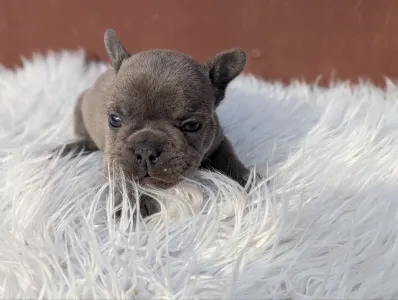 French Bulldog - Richie