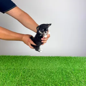Chihuahua - Nici