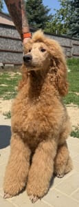 Poodle Standard - Jet’aime Charm