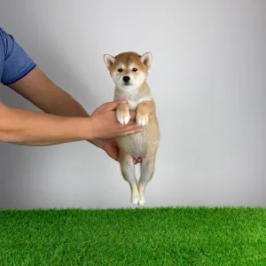 Shiba Inu - Mine