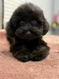 Zwergpudel - Dixie ( Toy Size )