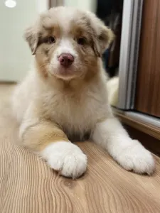 Berger australien - Honour For The Brave Charlotte Hornets