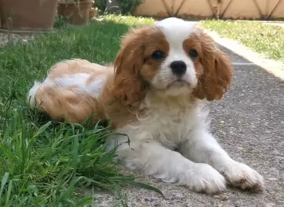 Cavalier King Charles Spaniel - Itiel