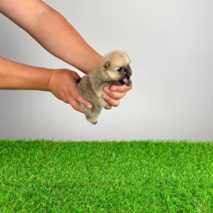 Pomeranski špic - Argo