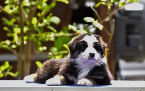 Австралийская овчарка - Winstead Palladium Viscount