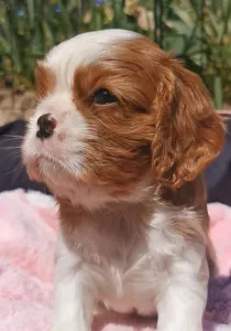 Cavalier King Charles Spaniel - Ilka
