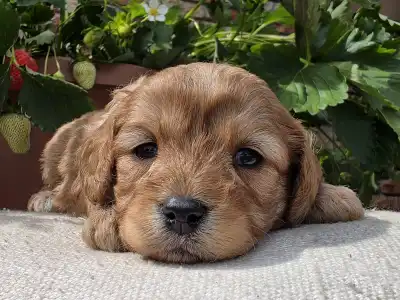 Cavapoo - Eper