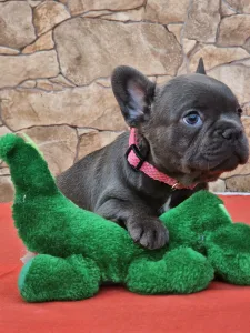 French Bulldog - Detty