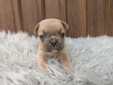 French Bulldog - George