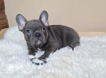 French Bulldog - Zénó 