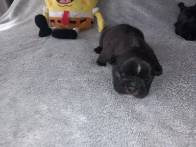 French Bulldog - Miora Frenchie Rambo