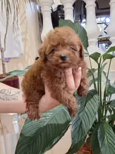 Caniche Toy - Pudel Toy F