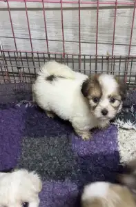 Coton de Tulear - Byron