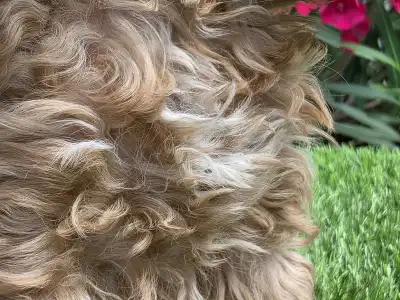 Cavapoo - Jonny