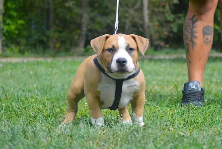 American Bully - Pocket - Artur