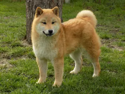 Shiba - Bosco