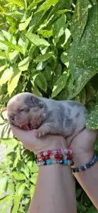 Francia bulldog - Hedy