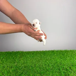 West Highland White Terrier - Irie