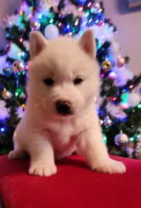 Siberian Husky - Jade Of Polar Moonlights