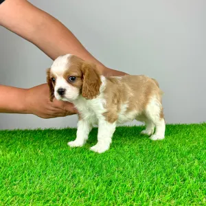 Cavalier King Čarles Španiel - Mayo