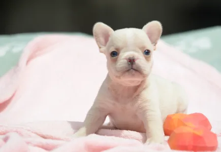 French Bulldog - Elke