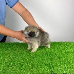 Poméranien - Prissy