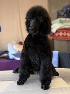 Grosspudel - One Kiss Black Female