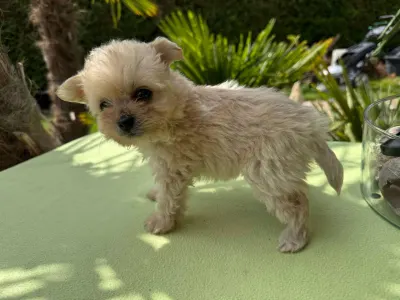 Maltipoo - Florida