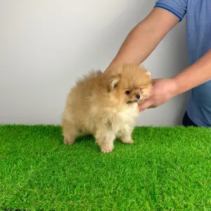 Poméranien - Quanto