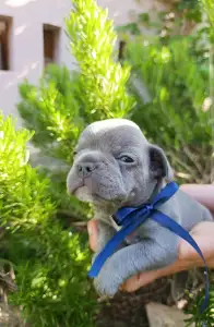 Francia bulldog - Nixon