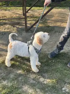 Lagotto Romagnolo - Zummi Gummi
