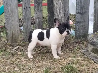 Französische Bulldogge - Isabell