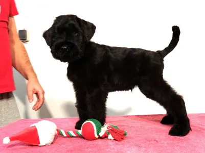 Giant Schnauzer - Jupiter Prima Fortis