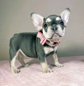 French Bulldog - Melissa