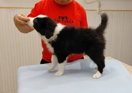 Border Collie - Brilliant