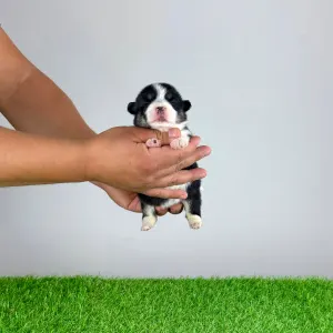 Welsh corgi pembroke - Enocy