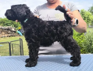 Terrier Kerry Blue - Badacsonyalja Dorian Blue Prince – Szeretettel Nevelt Kerry Blue Terrier Kan