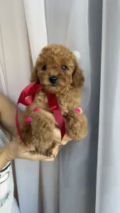 Той-пудель - Riella Roysl Legend Of The Kanis