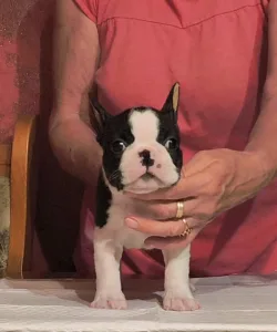 Boston Terrier - Malachi
