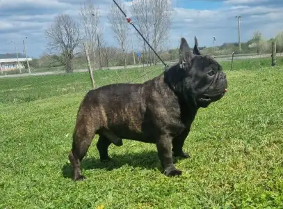 Bulldog francez - Hamilton