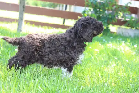 Romagna Water Dog - Tomborgotto Baileys