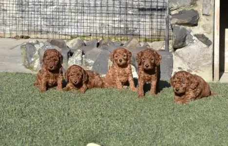 Pudeli de jucarie si pitici - Bravados D